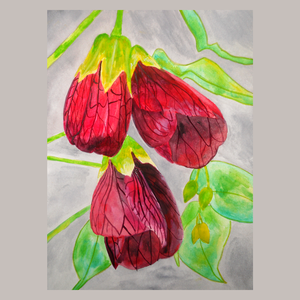 Ilustratie Pictura Tablou Acuarele Flori Rosii Abutilon, Floarea Artar - Artynos.ro