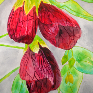 Ilustratie Pictura Tablou Acuarele Flori Rosii Abutilon, Floarea Artar - arte vizuale și accesorii  - picturi - acuarele picturi - Artynos.ro