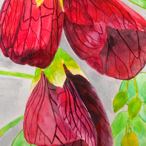 Ilustratie Pictura Tablou Acuarele Flori Rosii Abutilon, Floarea Artar - arte vizuale și accesorii  - picturi - acuarele picturi - Artynos.ro