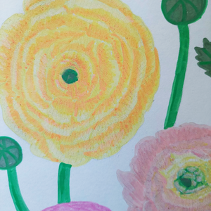 Tablou Ilustratie Flori Ranunculus Galben, Roz și Portocaliu - arte vizuale și accesorii  - grafică, ilustrație - alte desene - Artynos.ro
