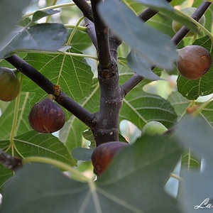Gem Natural De Smochine, Alimente, Gemuri de casa, Productie alimentara, ARTYNOS
