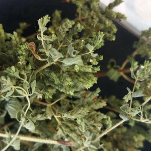 Oregano uscat, crengute, Alimente, Condimente, , ARTYNOS