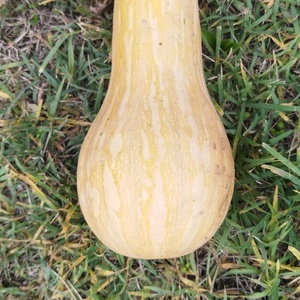 Dovleac placintar, Alimente, Fructe, legume, , ARTYNOS