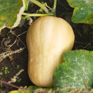 Dovleac placintar - alimente - fructe, legume - Artynos.ro