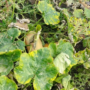 Dovleac placintar - alimente - fructe, legume - Artynos.ro