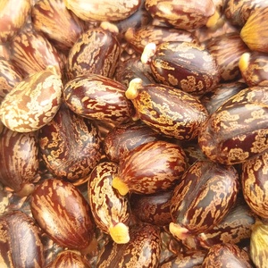 Seminte de ricin pentru plantare sau decor - Artynos.ro
