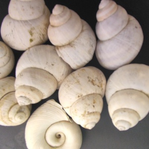 Scoici naturale, albe, Casa & Stil de viata, Accesorii pentru decorat casa, Decoratiuni cu tematica spirituala, Fossil, roca, mineral, , ARTYNOS