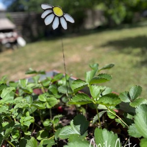 Tiffany – margareta alba clasica, de gradina, cu tulpina lunga, , , Aseaza discret cea mai indragita floare a pajistilor, margareta, printre propriile tale plante. Ace..., ARTYNOS