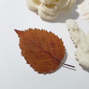 Brosa din frunza naturala brosa din rasina Cadou iubitoare natura padure cadou inedit toamna secret santa craciun, Bijuterii, Brose, Confectionarea bijuteriilor, ARTYNOS