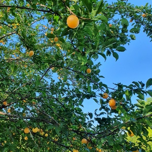 Dulceață din Corcodue Galbene cu Mentă - alimente - gemuri de casă - Artynos.ro