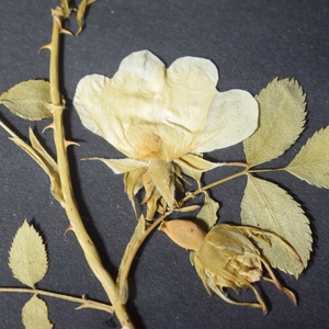 Trandafir salbatic - casă & stil de viață - accesorii pentru decorat casa - decorațiuni de pereți, decorațiuni suspendate - decorațiuni perete, macramé - Artynos.ro