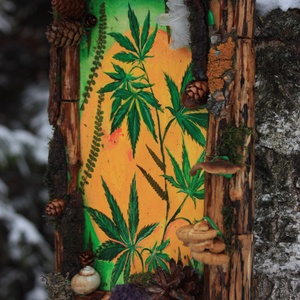 Tablou Natural Licheni Mușchi Canabis - casă & stil de viață - accesorii pentru decorat casa - decorațiuni de pereți, decorațiuni suspendate - tablou cu licheni - Artynos.ro