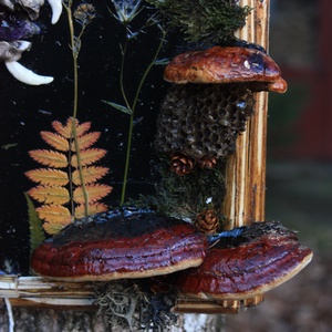 Tablou Natural Licheni Mușchi Craniu Pisică - casă & stil de viață - accesorii pentru decorat casa - decorațiuni de pereți, decorațiuni suspendate - tablou cu licheni - Artynos.ro
