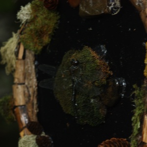 Tablou Natural Licheni Mușchi Libelula - casă & stil de viață - accesorii pentru decorat casa - decorațiuni de pereți, decorațiuni suspendate - tablou cu licheni - Artynos.ro