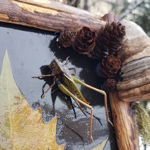 Tablou Natural Licheni Mușchi Frunză Verde - casă & stil de viață - accesorii pentru decorat casa - decorațiuni de pereți, decorațiuni suspendate - tablou cu licheni - Artynos.ro