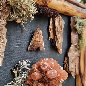 Tablou Natural Licheni Mușchi Aragonitul - casă & stil de viață - accesorii pentru decorat casa - decorațiuni de pereți, decorațiuni suspendate - tablou cu licheni - Artynos.ro