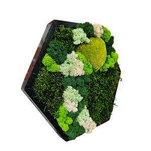 Tablou Hexagonal, cu licheni si muschi stabilizati, 32x27 cm - casă & stil de viață - accesorii pentru decorat casa - decorațiuni de pereți, decorațiuni suspendate - tablou cu licheni - Artynos.ro
