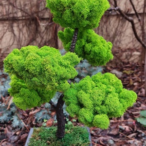 Bonsai cu licheni stabilizati, 41 cm - casă & stil de viață - accesorii pentru decorat casa - decorațiuni de pereți, decorațiuni suspendate - decorațiuni cu licheni - Artynos.ro
