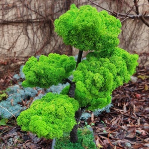 Bonsai cu licheni stabilizati, 41 cm - casă & stil de viață - accesorii pentru decorat casa - decorațiuni de pereți, decorațiuni suspendate - decorațiuni cu licheni - Artynos.ro