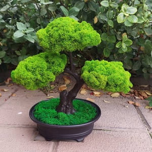 Bonsai cu licheni stabilizati, 25 cm - casă & stil de viață - accesorii pentru decorat casa - decorațiuni de pereți, decorațiuni suspendate - decorațiuni cu licheni - Artynos.ro
