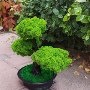 Bonsai cu licheni stabilizati, 25 cm - casă & stil de viață - accesorii pentru decorat casa - decorațiuni de pereți, decorațiuni suspendate - decorațiuni cu licheni - Artynos.ro