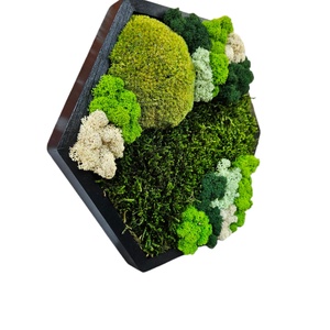 Tablou Hexagonal, cu licheni si muschi stabilizati, 32x27 cm - casă & stil de viață - accesorii pentru decorat casa - decorațiuni de pereți, decorațiuni suspendate - tablou cu licheni - Artynos.ro