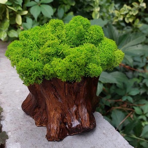 Aranjament cu licheni Buturuga - casă & stil de viață - decorațiuni de casă - accesorii florale - flori în ghiveci - Artynos.ro