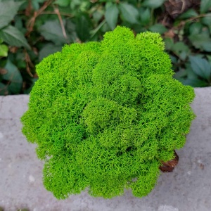 Aranjament cu licheni Buturuga - casă & stil de viață - decorațiuni de casă - accesorii florale - flori în ghiveci - Artynos.ro