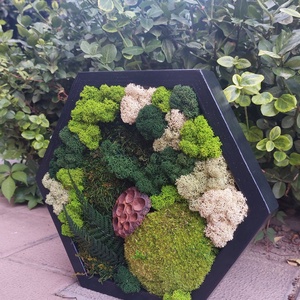 Tablou Hexagonal, cu licheni si muschi stabilizati, 32x27 cm - casă & stil de viață - decorațiuni de casă - decorațiuni de pereți - tablou cu licheni - Artynos.ro
