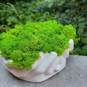 Aranjament, ghiveci decorativ Maini, cu licheni naturali - casă & stil de viață - decorațiuni de casă - accesorii florale - flori în ghiveci - Artynos.ro