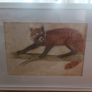 Panda Rosu , Arte vizuale si accesorii , Grafica, ilustratie, Alte desene, , ARTYNOS