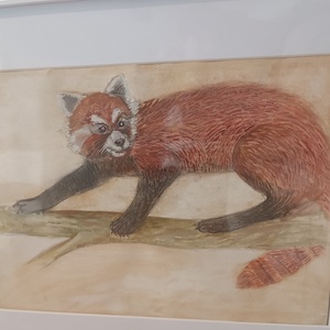 Panda Rosu  - arte vizuale și accesorii  - grafică, ilustrație - alte desene - Artynos.ro