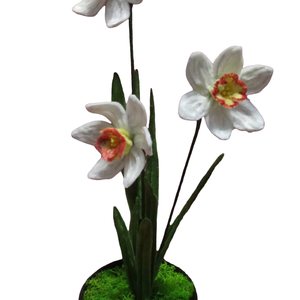 Narcise Ghiveci  - casă & stil de viață - decorațiuni de casă - accesorii florale - flori în ghiveci - Artynos.ro