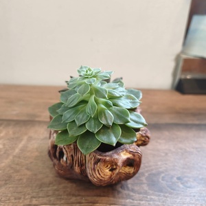 Ghiveci Buturuga Ceramic - casă & stil de viață - decorațiuni de casă - accesorii florale - ghiveci de plante - Artynos.ro