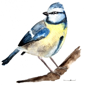 Pictura originala cu pasare acuarela, Arte vizuale si accesorii , Picturi, Acuarele picturi, Fotografie, grafica, desen, ilustratie, ARTYNOS