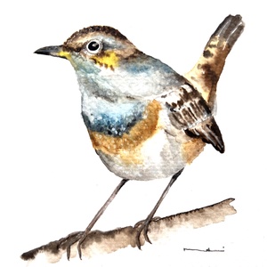 Pictura originala cu pasare acuarela, Arte vizuale si accesorii , Picturi, Acuarele picturi, Fotografie, grafica, desen, ilustratie, ARTYNOS