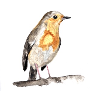 Pictura originala cu pasare acuarela, Arte vizuale si accesorii , Picturi, Acuarele picturi, Fotografie, grafica, desen, ilustratie, ARTYNOS