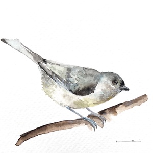 pictura originala in acuarela de pasare, Arte vizuale si accesorii , Picturi, Acuarele picturi, Fotografie, grafica, desen, ilustratie, ARTYNOS