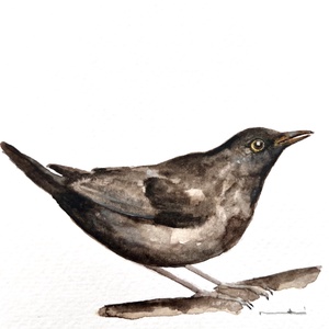 pictura originala in acuarela de pasare, Arte vizuale si accesorii , Picturi, Acuarele picturi, Fotografie, grafica, desen, ilustratie, ARTYNOS