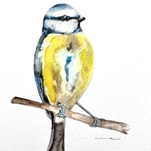 pictura originala in acuarela de pitigoi pasare, Arte vizuale si accesorii , Picturi, Acuarele picturi, Fotografie, grafica, desen, ilustratie, ARTYNOS