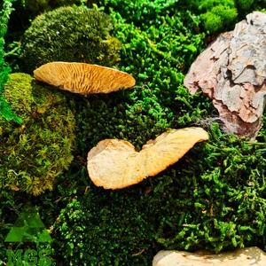 Tablou cu licheni Forest Run - casă & stil de viață - accesorii pentru decorat casa - decorațiuni de pereți, decorațiuni suspendate - tablou cu licheni - Artynos.ro