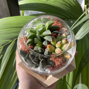 Oaza de Verde, terariu cu 3 plante suculente naturale - casă & stil de viață - decorațiuni de casă - accesorii florale - ghiveci de plante - Artynos.ro