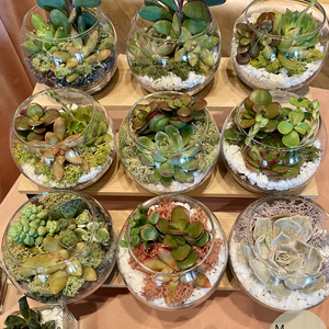 Oaza de Verde, terariu cu 3 plante suculente naturale - casă & stil de viață - decorațiuni de casă - accesorii florale - ghiveci de plante - Artynos.ro
