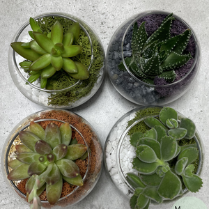 Oaza de Verde, terariu cu o planta suculenta naturala - casă & stil de viață - decorațiuni de casă - accesorii florale - ghiveci de plante - Artynos.ro