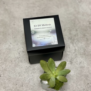 KIT DIY cu plante suculente S - Artynos.ro