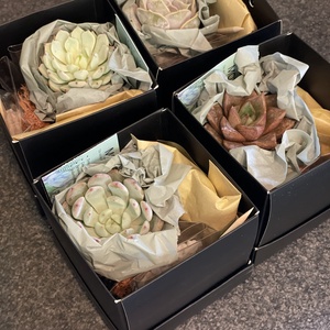 KIT DIY cu plante suculente S - diy - pregătește-ți singur - pachete diy, kituri - Artynos.ro