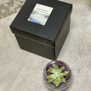 KIT DIY cu plante suculente M - Artynos.ro