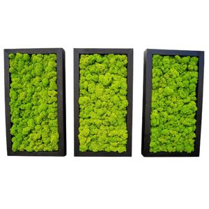 Set tablouri din licheni 3015 cm, Casa & Stil de viata, Accesorii pentru decorat casa, Decoratiuni de pereti, decoratiuni suspendate, Tablou cu licheni, Prelucrarea lemnului, ARTYNOS