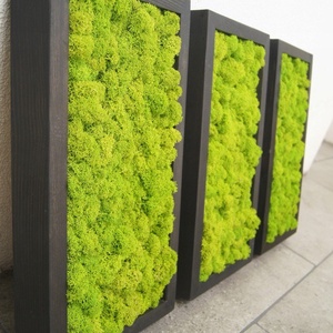 Set tablouri din licheni 3015 cm - casă & stil de viață - accesorii pentru decorat casa - decorațiuni de pereți, decorațiuni suspendate - tablou cu licheni - Artynos.ro