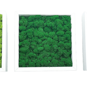 Set tablouri din licheni 3030 cm - casă & stil de viață - accesorii pentru decorat casa - decorațiuni de pereți, decorațiuni suspendate - tablou cu licheni - Artynos.ro